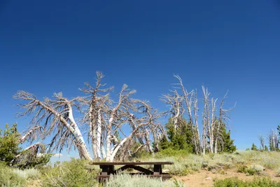 DSC_0255 (Large).JPG